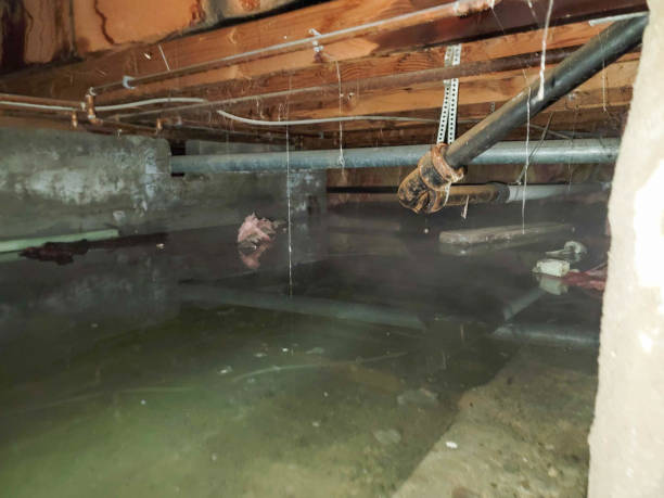 Best Flood restoration services  in Guttenberg, IA