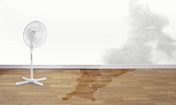 Best Ceiling water damage repair  in Guttenberg, IA